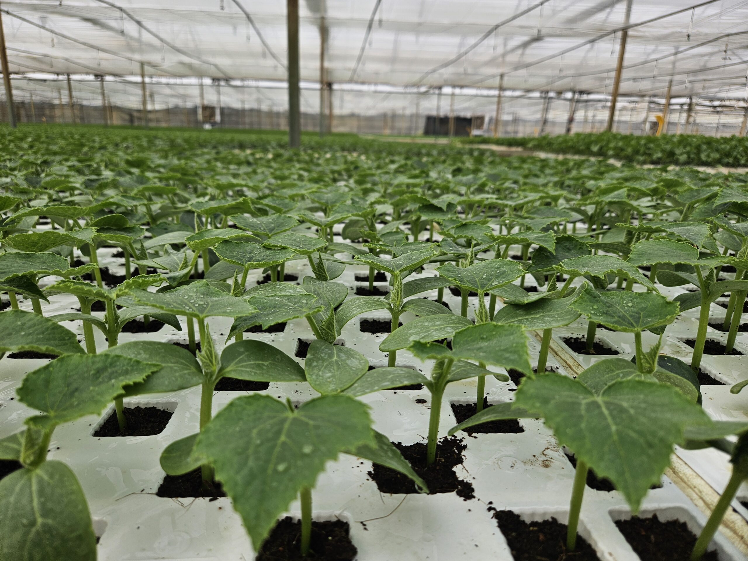 plantel en el semillero