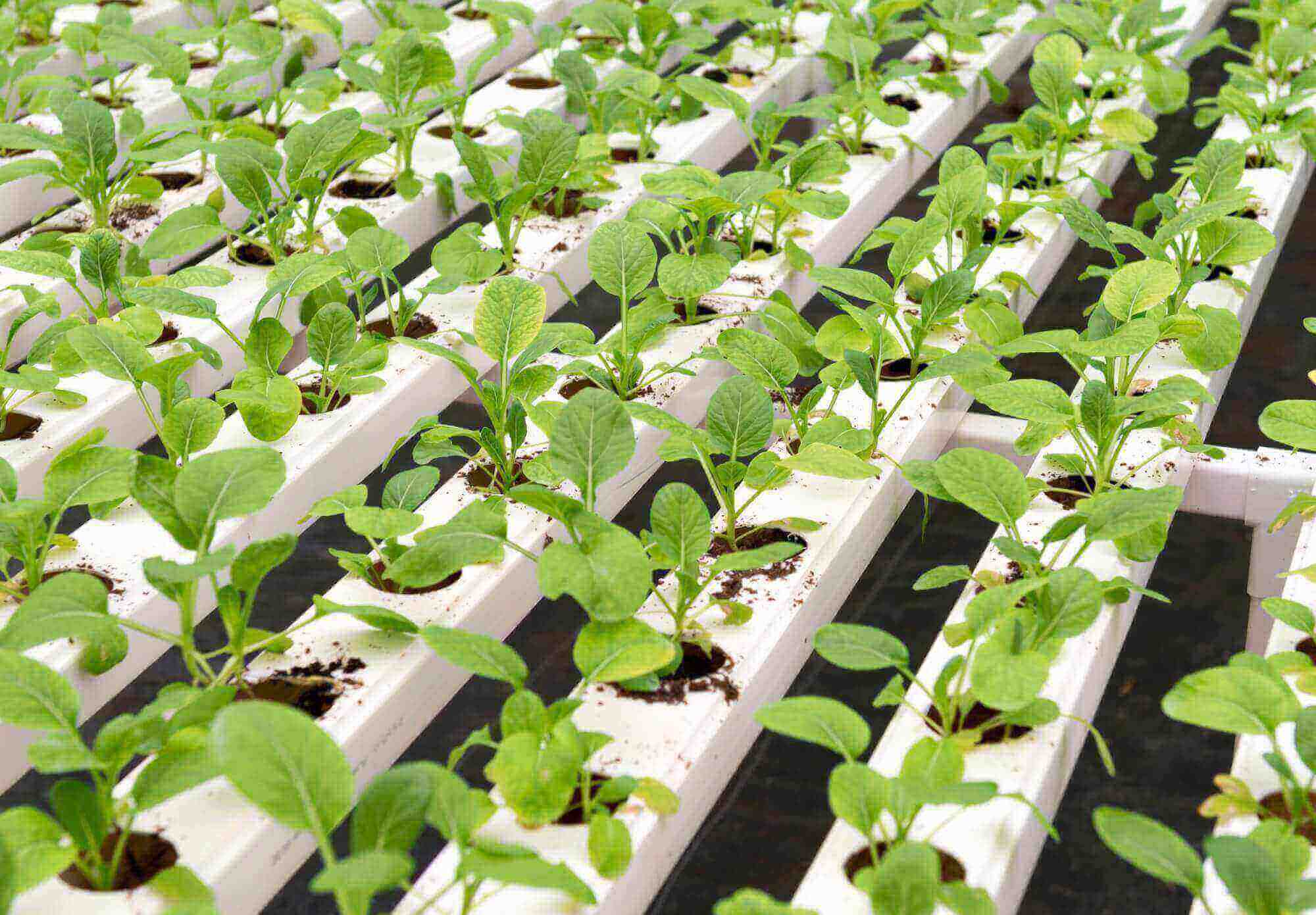 Invernadero con semilla